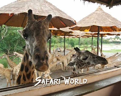 曼谷野生動物世界動物園